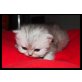 Perser - Kater