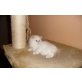 Perser - Kater