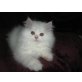 Perser - Kater