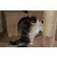 Perser - Kater