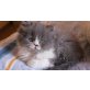 Perser - Kater