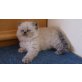 Perser - Kater