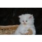 Perser - Kater