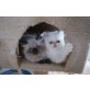 Perser - Kater