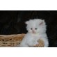 Perser - Kater