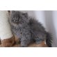 Perser - Kater