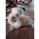 Perser - Kater