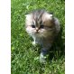 Perser - Kater