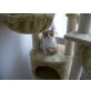 Perser - Kater