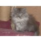 Perser - Katze