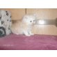 Perser - Katze