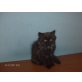 Perser - Katze