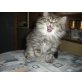 Perser - Katze