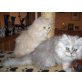 Perser - Katze