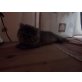 Perser - Katze