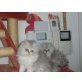 Perser - Katze