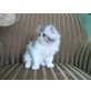 Perser - Katze