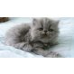 Perser - Katze