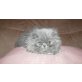 Perser - Katze