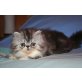 Perser - Katze