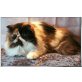 Perser - Katze