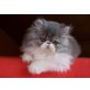 Perser - Katze