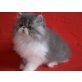 Perser - Katze
