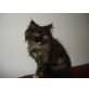 Perser - Katze