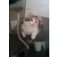 Perser - Katze