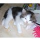 Perser - Katze