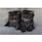 Perser - Katze