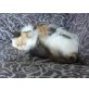 Perser - Katze
