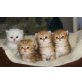 Perser - Katze