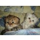 Perser - Katze