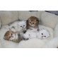 Perser - Katze