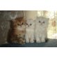 Perser - Katze