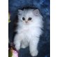 Perser - Katze