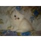 Perser - Katze