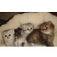 Perser - Katze