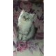 Perser - Katze