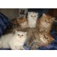 Perser - Katze