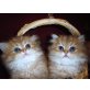 Perser - Katze