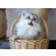 Perser - Katze