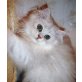 Perser - Katze