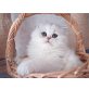 Perser - Katze