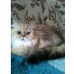 Perser - Katze