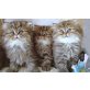 Perser - Katze