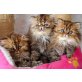 Perser - Katze