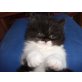 Perser - Katze