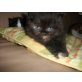 Perser - Katze